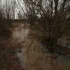 Hochwasser am Altarm