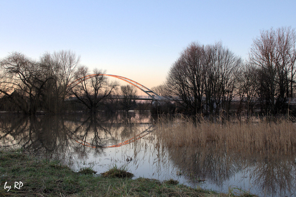 Hochwasser am Main bei Dettingen