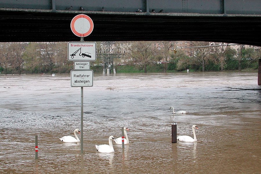 hochwasser am neckar-können schwäne lesen ?