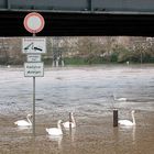 hochwasser am neckar-können schwäne lesen ?