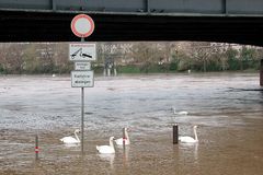 hochwasser am neckar-können schwäne lesen ?