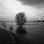 Hochwasser am Niederrhein