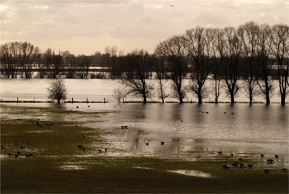 Hochwasser am Niederrhein