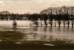 Hochwasser am Niederrhein