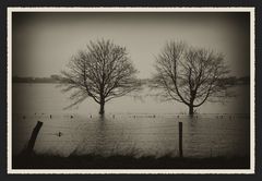 Hochwasser am Niederrhein I