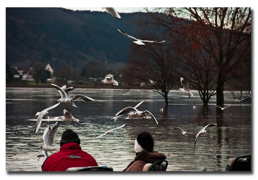 Hochwasser am Rhein