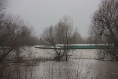 Hochwasser am Rhein 1 ... 4.2.13