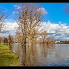 Hochwasser am Rhein #10