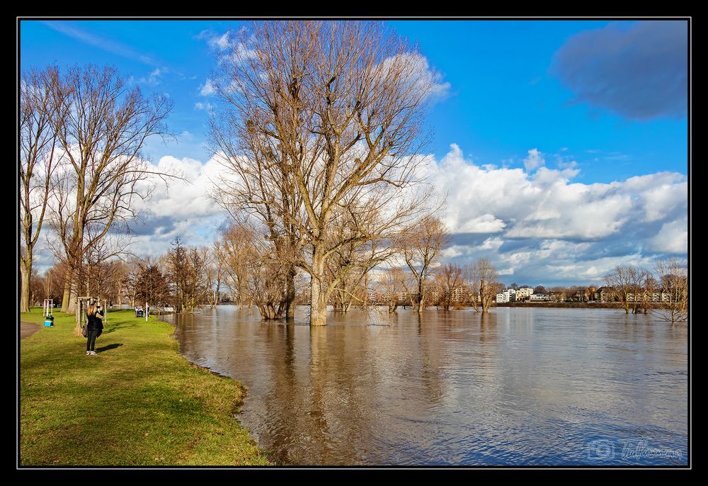 Hochwasser am Rhein #10