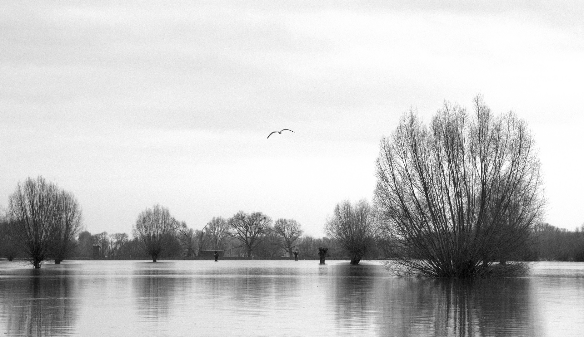 Hochwasser am Rhein 2