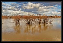 Hochwasser am Rhein #2