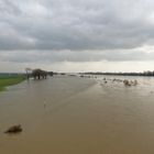 Hochwasser am Rhein-2