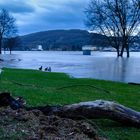 Hochwasser am Rhein 2