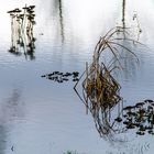 Hochwasser am Rhein 3