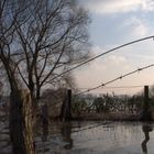 Hochwasser am Rhein