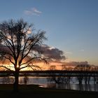 Hochwasser am Rhein