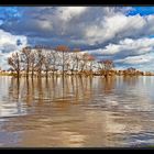 Hochwasser am Rhein #4