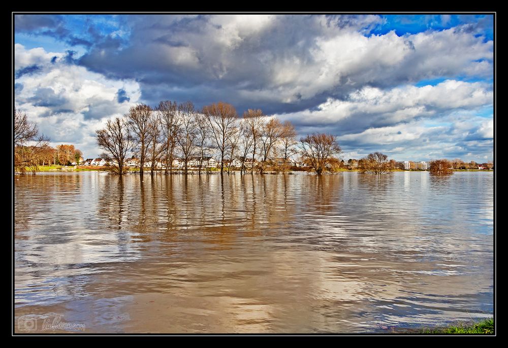 Hochwasser am Rhein #4