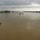 Hochwasser am Rhein 