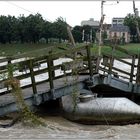 ... Hochwasser am Rhein ...