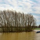 Hochwasser am Rhein