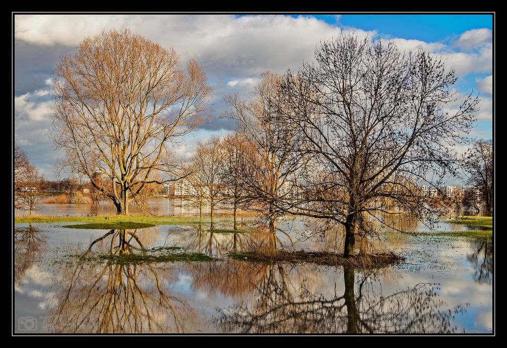 Hochwasser am Rhein #6