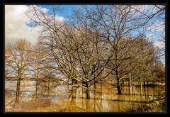 Hochwasser am Rhein #7