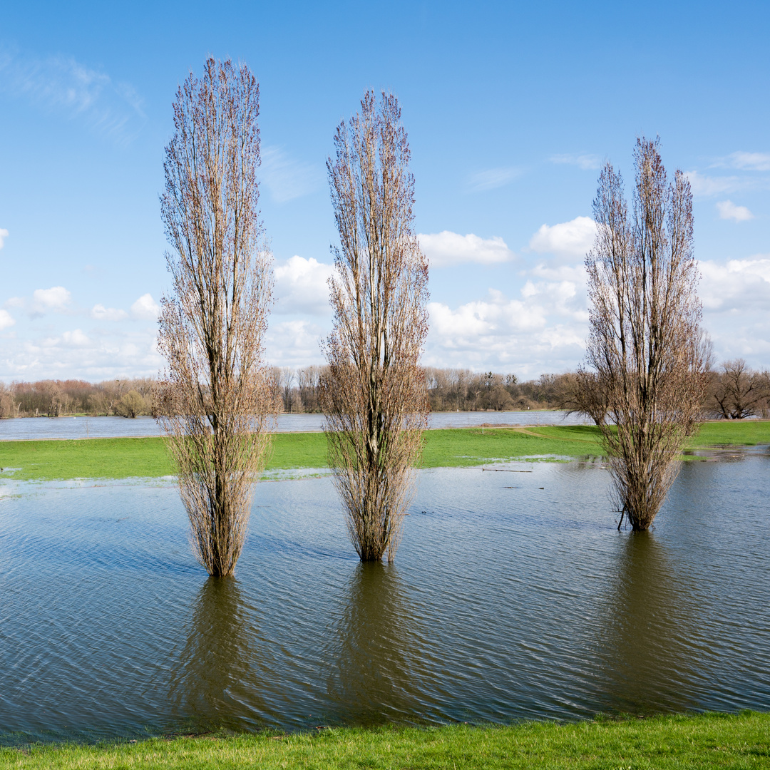 Hochwasser am Rhein