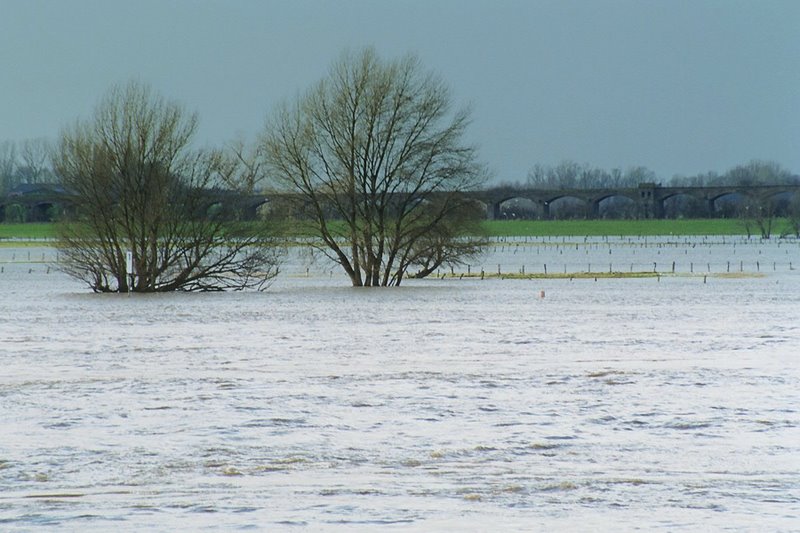 Hochwasser am Rhein