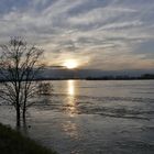 Hochwasser am Rhein