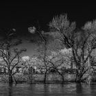 Hochwasser am Rhein 