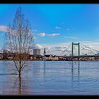 Hochwasser am Rhein #8