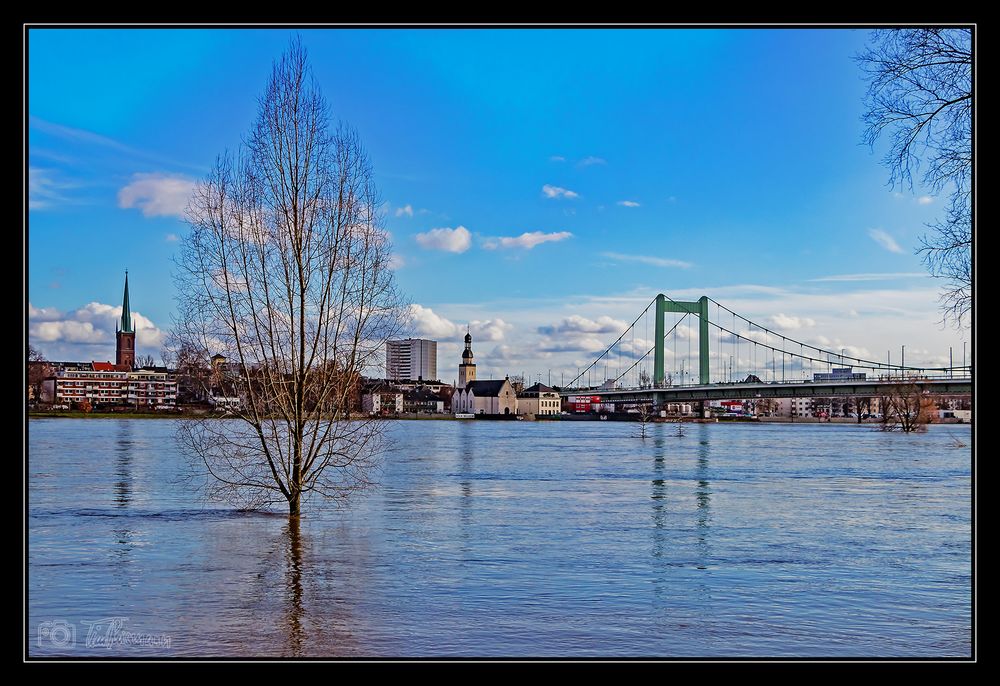 Hochwasser am Rhein #8