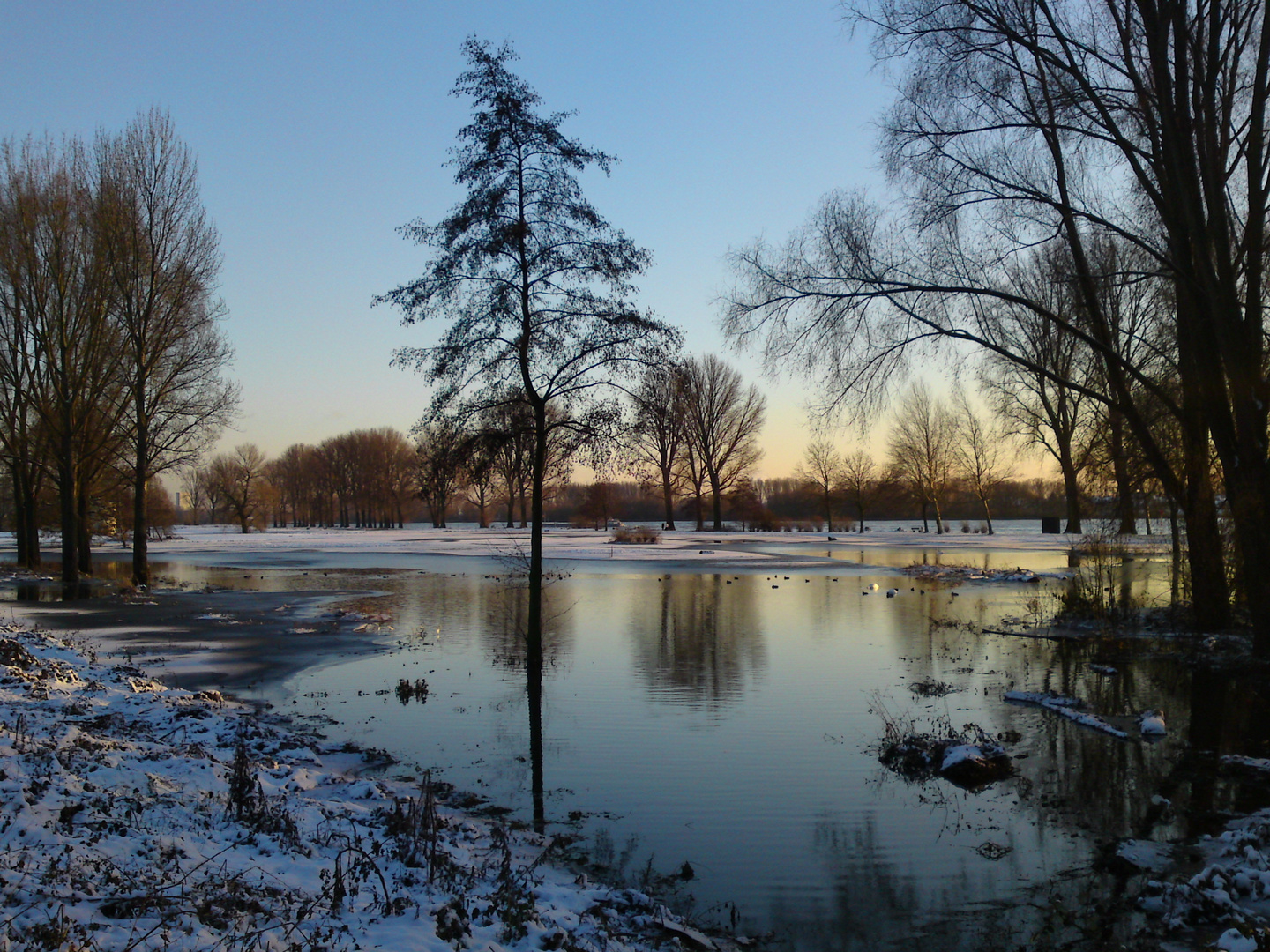 Hochwasser am Rhein