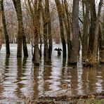 Hochwasser am Rhein