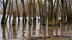 Hochwasser am Rhein