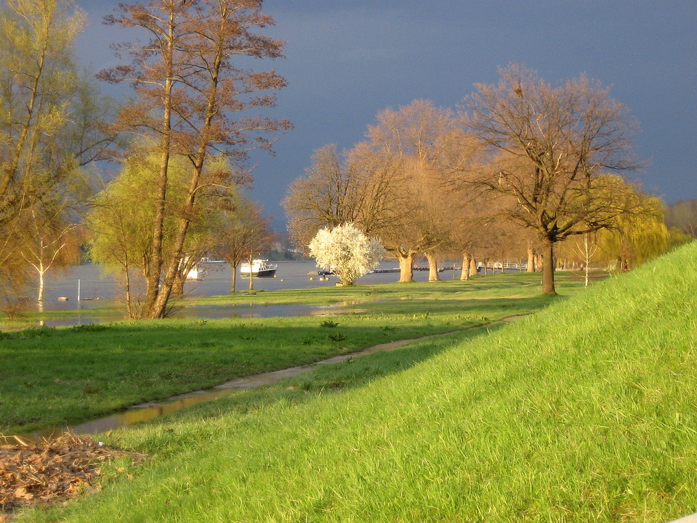 Hochwasser am Rhein