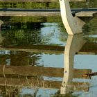 Hochwasser am Rhein