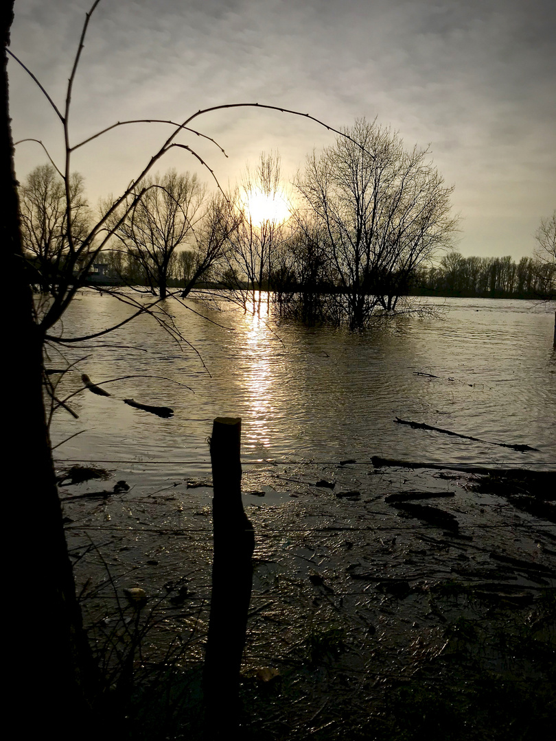 Hochwasser am Rhein