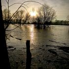 Hochwasser am Rhein