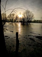 Hochwasser am Rhein