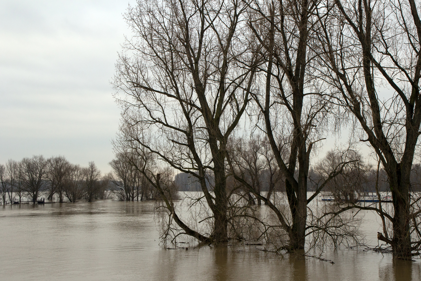 Hochwasser am Rhein