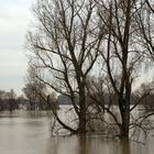 Hochwasser am Rhein