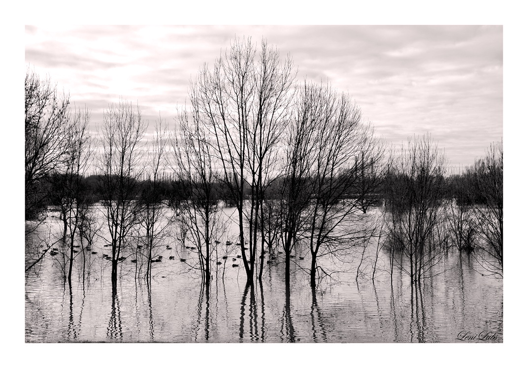 "Hochwasser am Rhein"