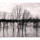 "Hochwasser am Rhein"