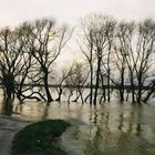 Hochwasser am Rhein bei Homberg
