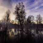 Hochwasser am Rhein bei Karlsruhe