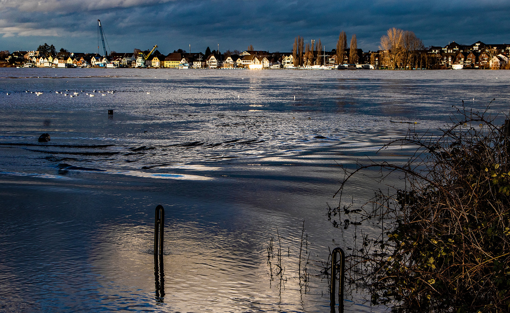 Hochwasser am Rhein bei Köln-Langel - gegenüber liegt Leverkusen-Hitdorf