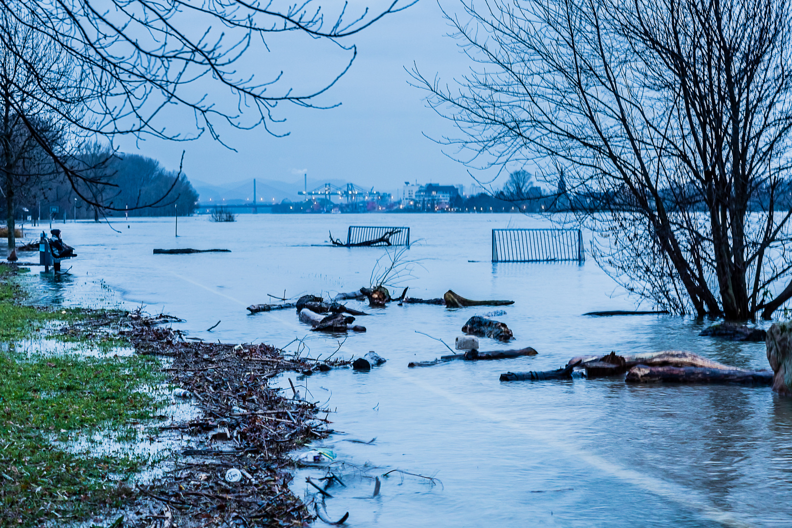 Hochwasser am Rhein bei Niederkassel-Mondorf