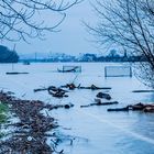 Hochwasser am Rhein bei Niederkassel-Mondorf